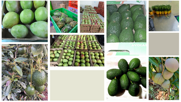 services-1 fruits